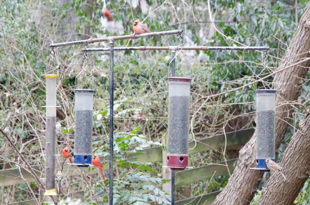 Bird Feeders