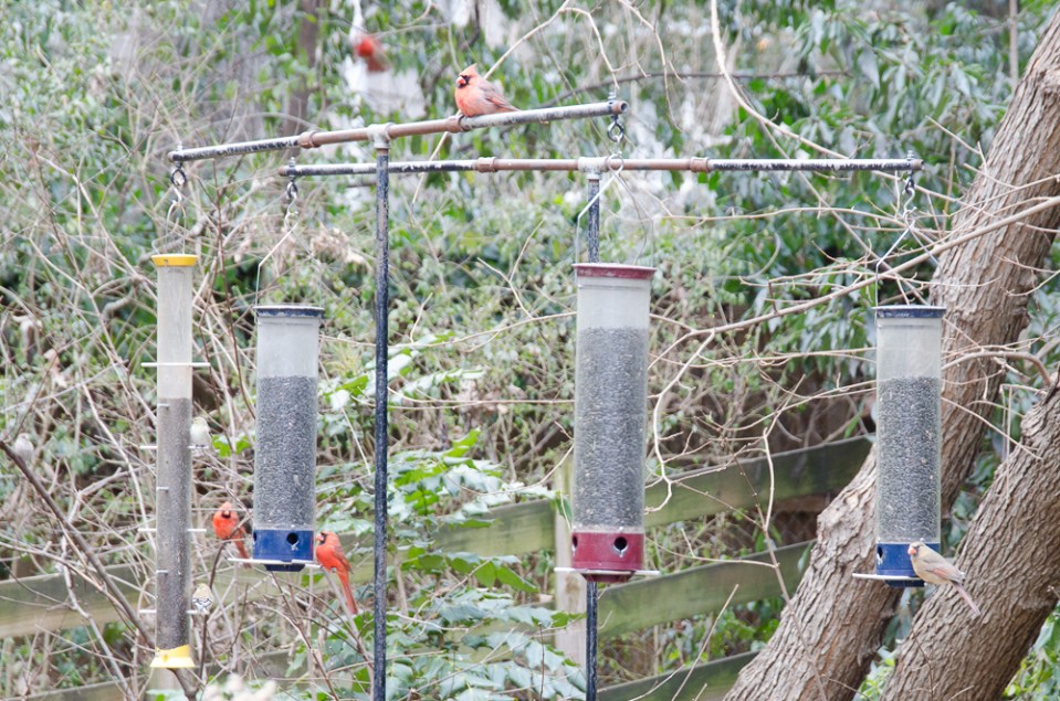 Bird Feeders