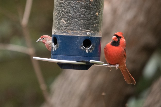 Cardinal & Finch