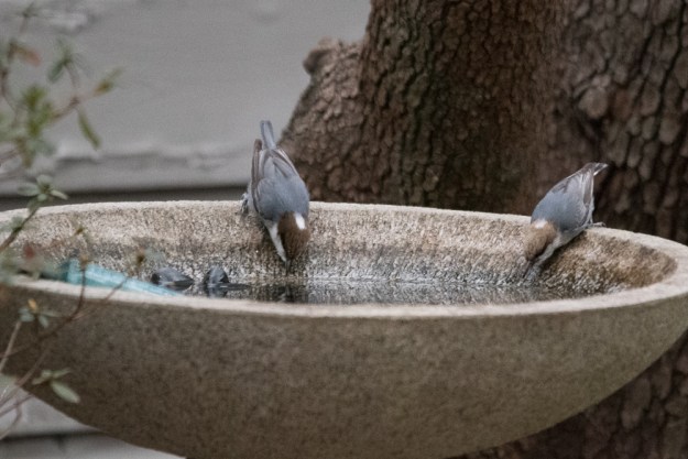 Brown Headed Nuthatch