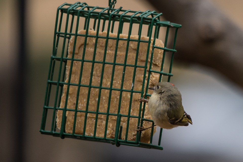Ruby-Crowned Kinglet