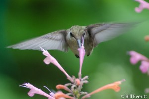 Ruby-throated Hummingbird