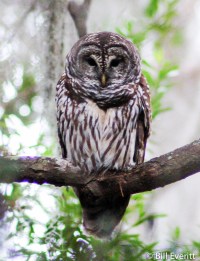 Barred Owl