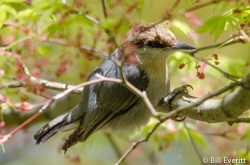 Brown-headed Nuthatch