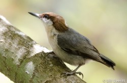 Brown-headed Nuthatch