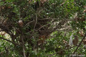 Carolina Wren nesting