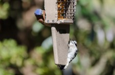 Eastern Bluebird and Downy Woodpecker