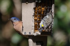 Eastern Bluebird and Yellow-rumped Warbler