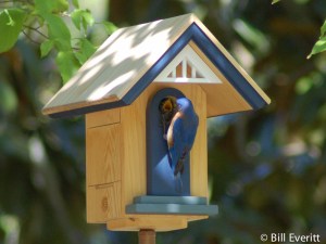 Eastern Bluebird