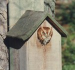 Eastern Screech-Owl