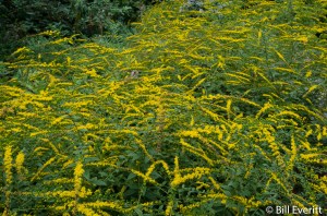 Goldenrod