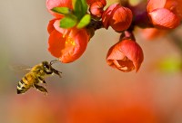 Honeybee Pollination - photo: Louise Docker