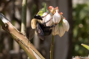Native Bee on Blueberry