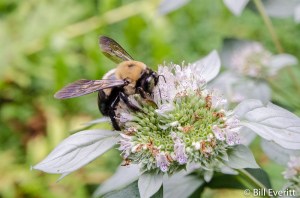 Native Bee on Mountain Mint