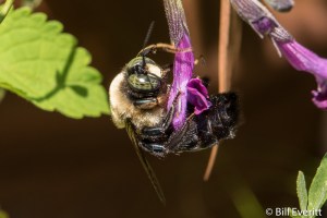 Native Bee