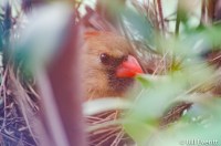 Northern Cardinal