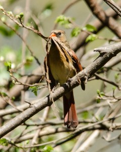 Northern Cardinal