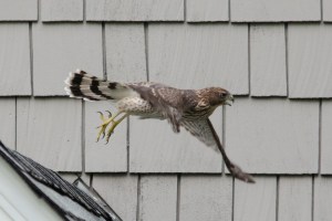 Cooper's Hawk