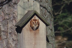 Eastern Screech-Owl