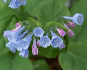 Virginia Bluebells