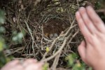 Northern Mockingbird Eggs