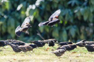 Red-winged Blackbirds