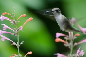 Ruby-throated Hummingbird
