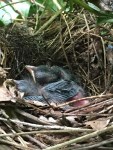 Towhee chicks