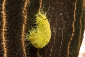 Banded Tussock Moth Caperpillar