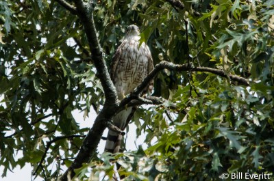 Cooper's Hawk - Accipiter cooperii Peachtree Park - July 27, 2015