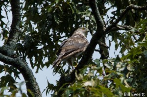 Cooper's Hawk - Accipiter cooperii Peachtree Park - July 27, 2015