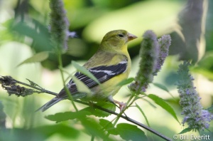 Female Goldfinch on Agastache