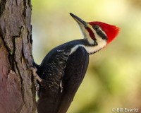 Pileated Woodpecker - Dryocopus pileatus Peachtree Park, Atlanta, GA - November 15, 2014