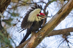 Pileated Woodpecker - Dryocopus pileatus Peachtree Park, Atlanta, GA - November 15, 2014