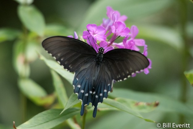 Pipevine Swallowtail Butterfly