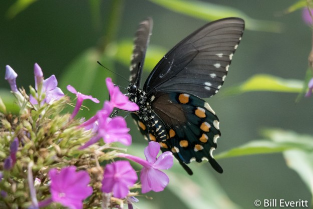 Pipevine Swallowtail Butterfly