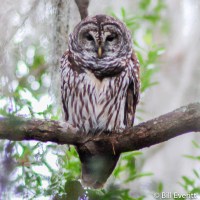 Barred Owl - Strix varia Okefenokee National Wildlife Refuge - November, 2006