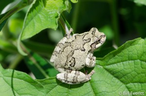 Gray Treefrog