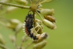 Emerging Ladybug Larva