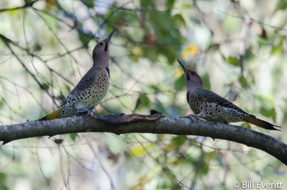 Two Northern Flickers 'fencing'
