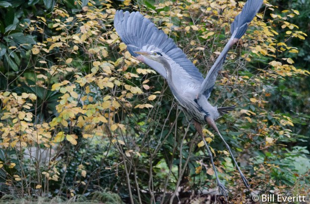 Great Blue Heron
