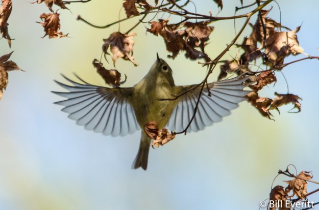 Ruby-crowned Kinglet
