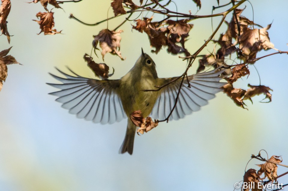 Ruby-crowned Kinglet