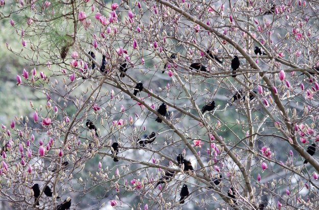 Red-winged Blackbirds in a Saucer Magnolia