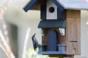 Brown-headed Nuthatch - Sitta pusilla Peachtree Park, Atlanta, GA - March, 2016
