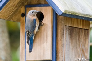 Eastern Bluebird - Sialia sialis Peachtree Park, Atlanta, GA - March, 2016
