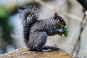 Eastern Gray Squirrel - Sciurus carolinensis