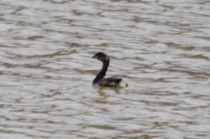 Pied-billed Grebe - Podilymbus podiceps Murphey Candler Park, Atlanta, GA - February 25, 2016