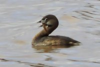 Pied-billed Grebe
