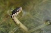 Eastern Garter Snake
